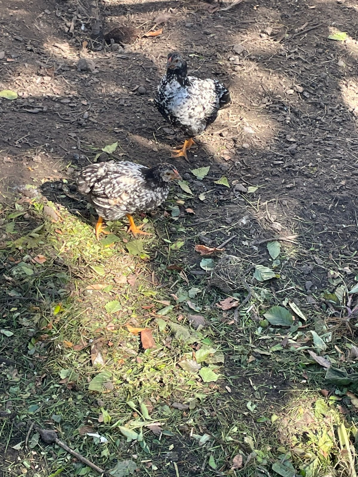 Wyandotte krielkippen, Dieren en Toebehoren, Pluimvee, Vrouwelijk, Kip