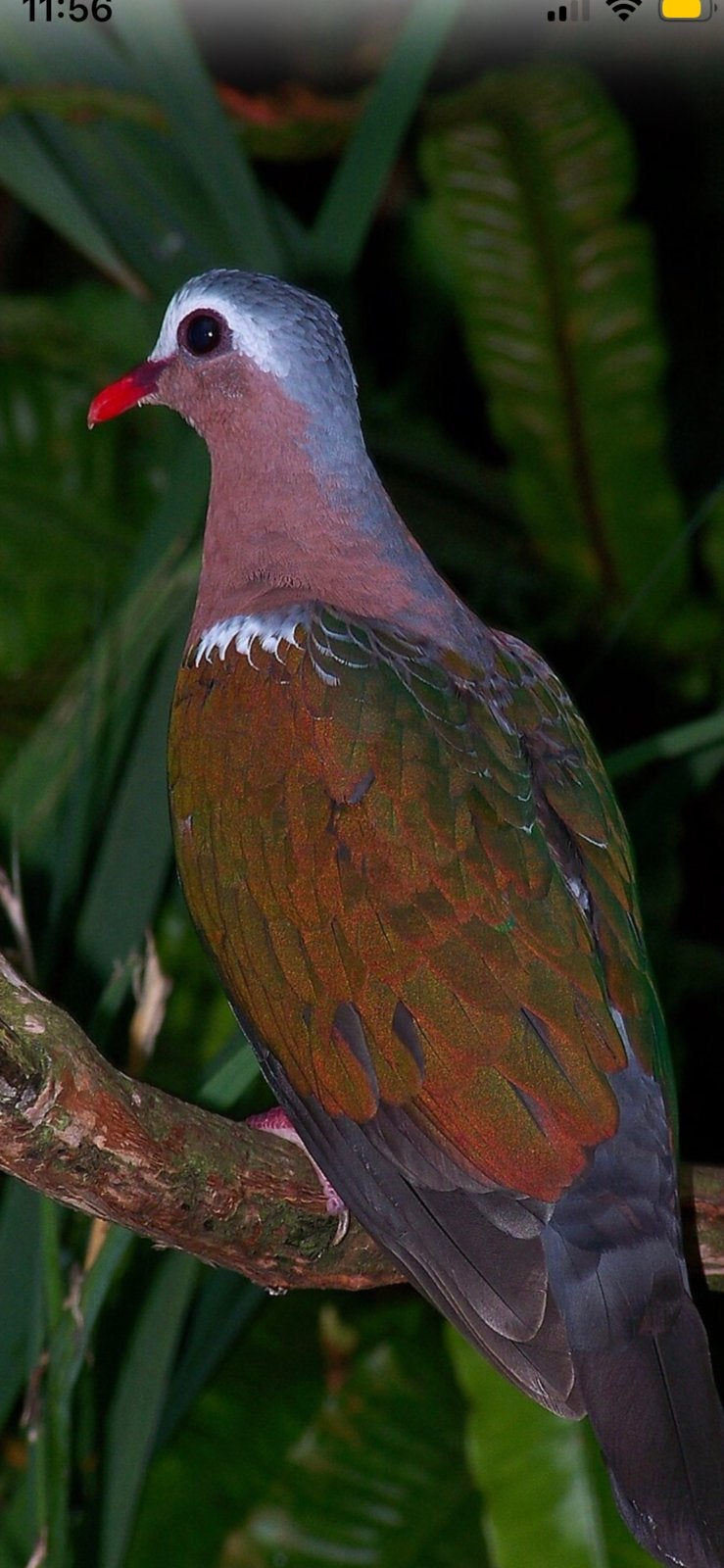 Groenvleugelduiven van 2026, Dieren en Toebehoren, Meerdere dieren, Tropenvogel, Geringd