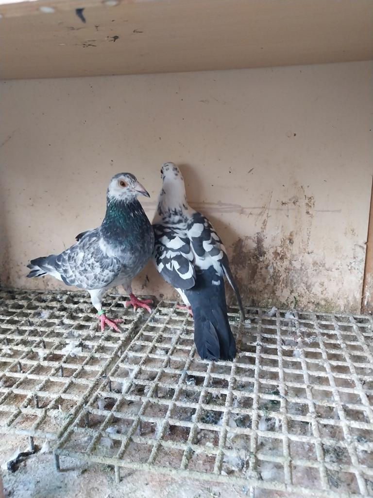 Mooie koppel postduiven (20€ per stuk)