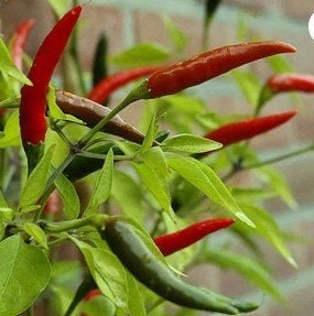 Birds eye chillies PEPERS (met pepers aan plant), Enlèvement, En pot