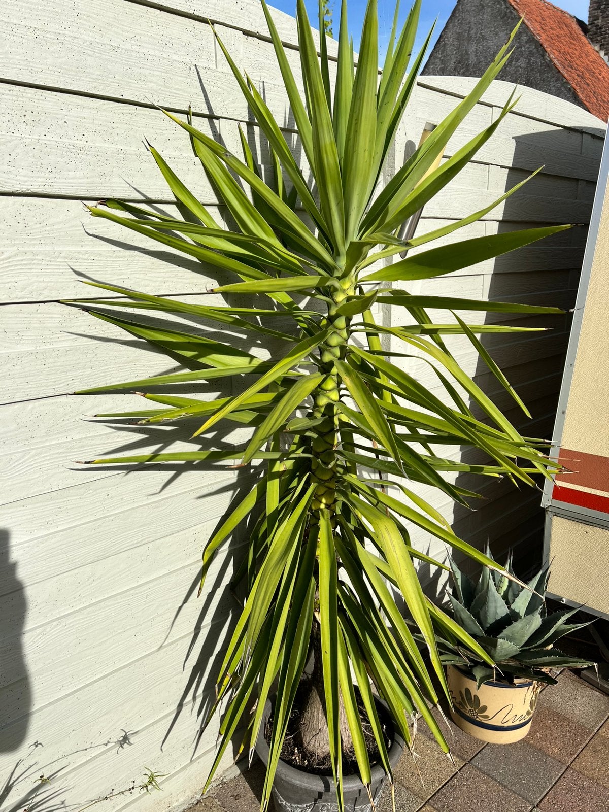 Yucca olifantenpoot, Ophalen