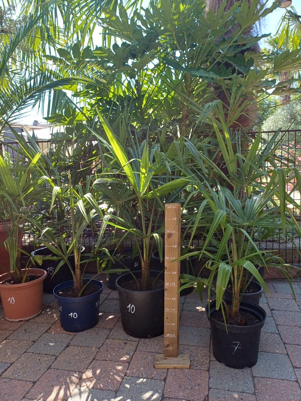 Trachycarpus fortunei, Tuin en Terras, Planten | Bomen, Ophalen