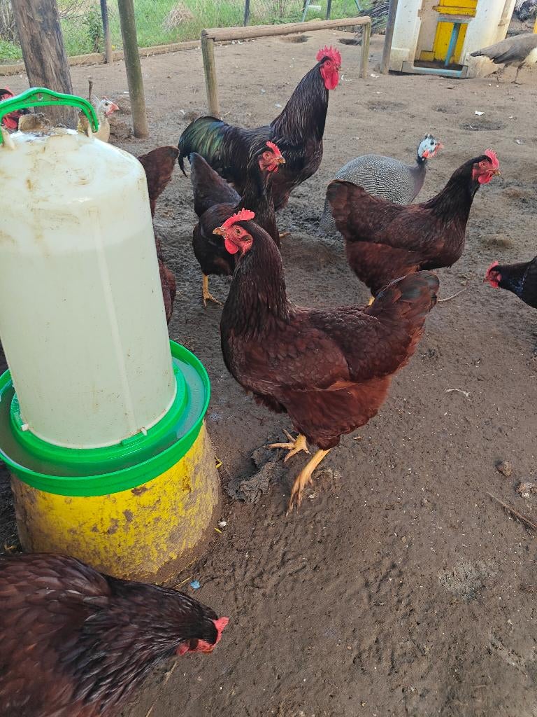 Broedeieren Rhode island red, Sexe inconnu, Poule ou poulet