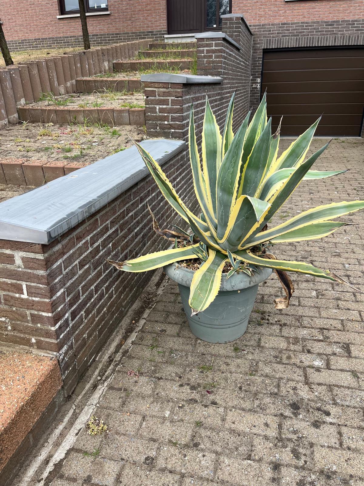 62 jarige algave plant met pot, Tuin en Terras, Planten | Tuinplanten, Ophalen