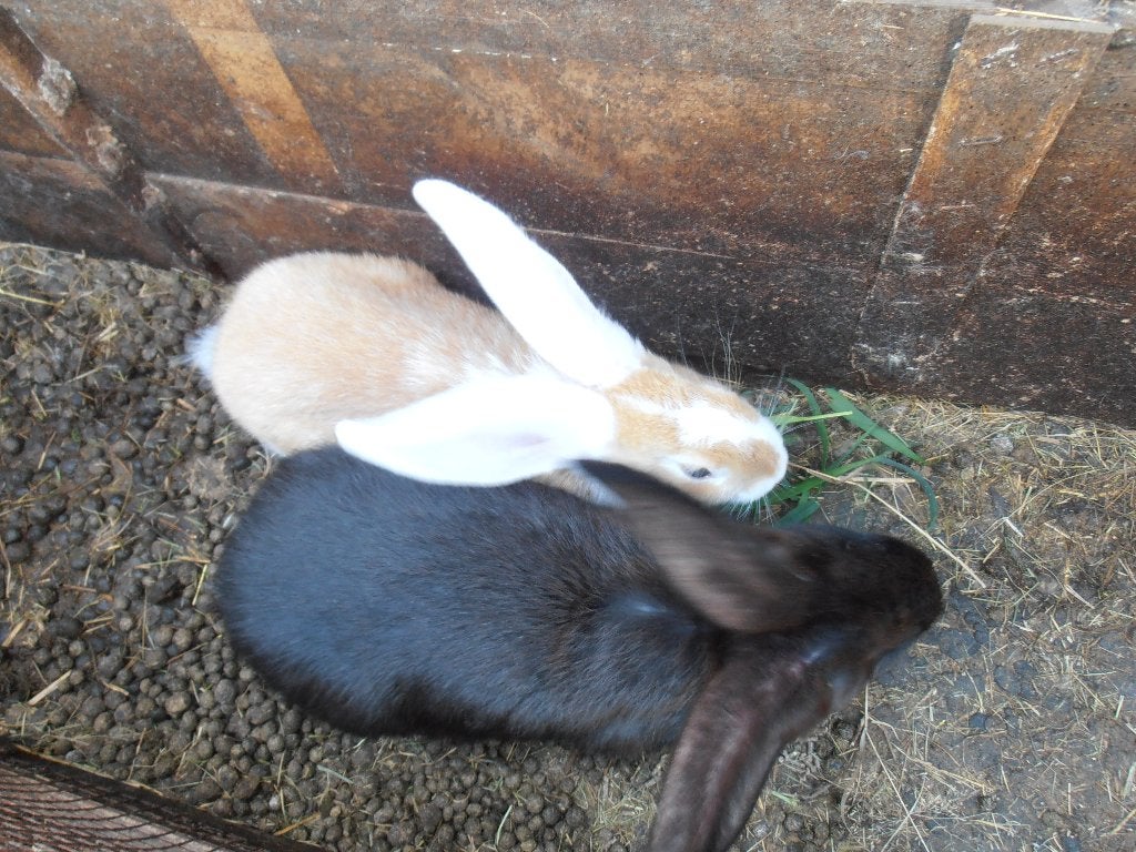 2 Jonge Vlaamse reuzen., Dieren en Toebehoren