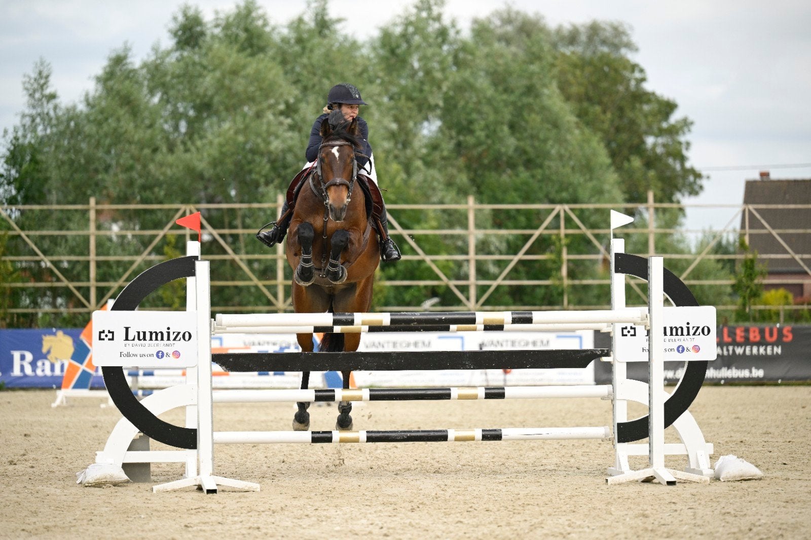 springpaard/ allounder te koop, Dieren en Toebehoren, Springpaard, Met stamboom, Ruin, M