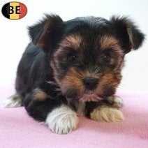 Yorkshire X Biewer — Petit chiot élégant et plein de vie, Animaux & Accessoires, Chiens | Chihuahuas & Chiens de compagnie, Chien (mâle)