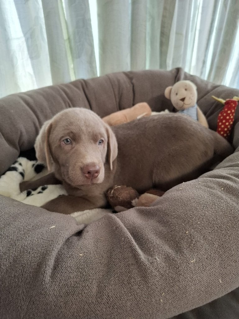 Zilveren Labrador pup