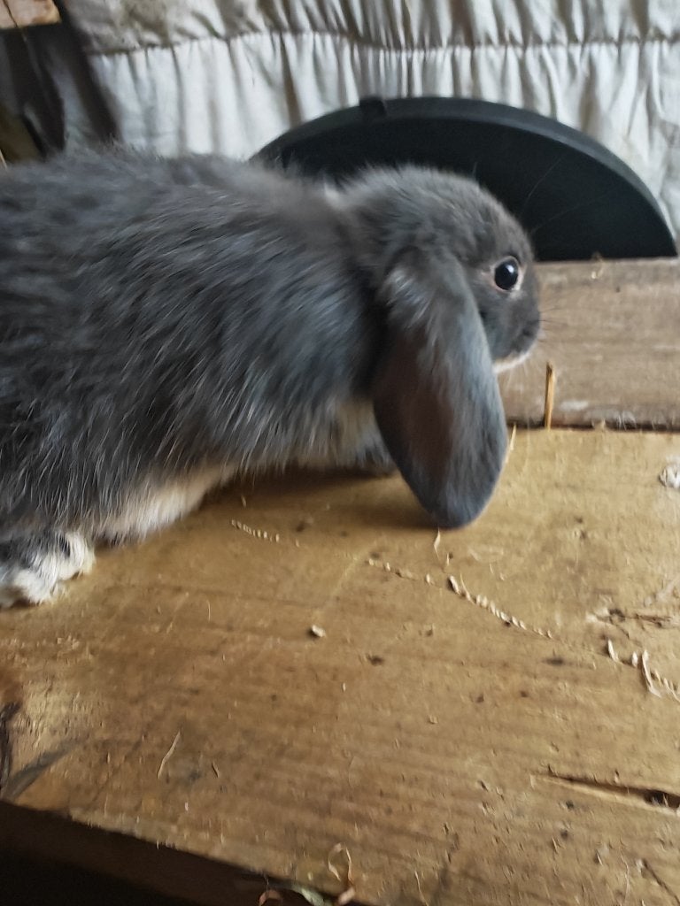 5 Nederlandse hangoren 13 weken oud, Dieren en Toebehoren, Konijnen