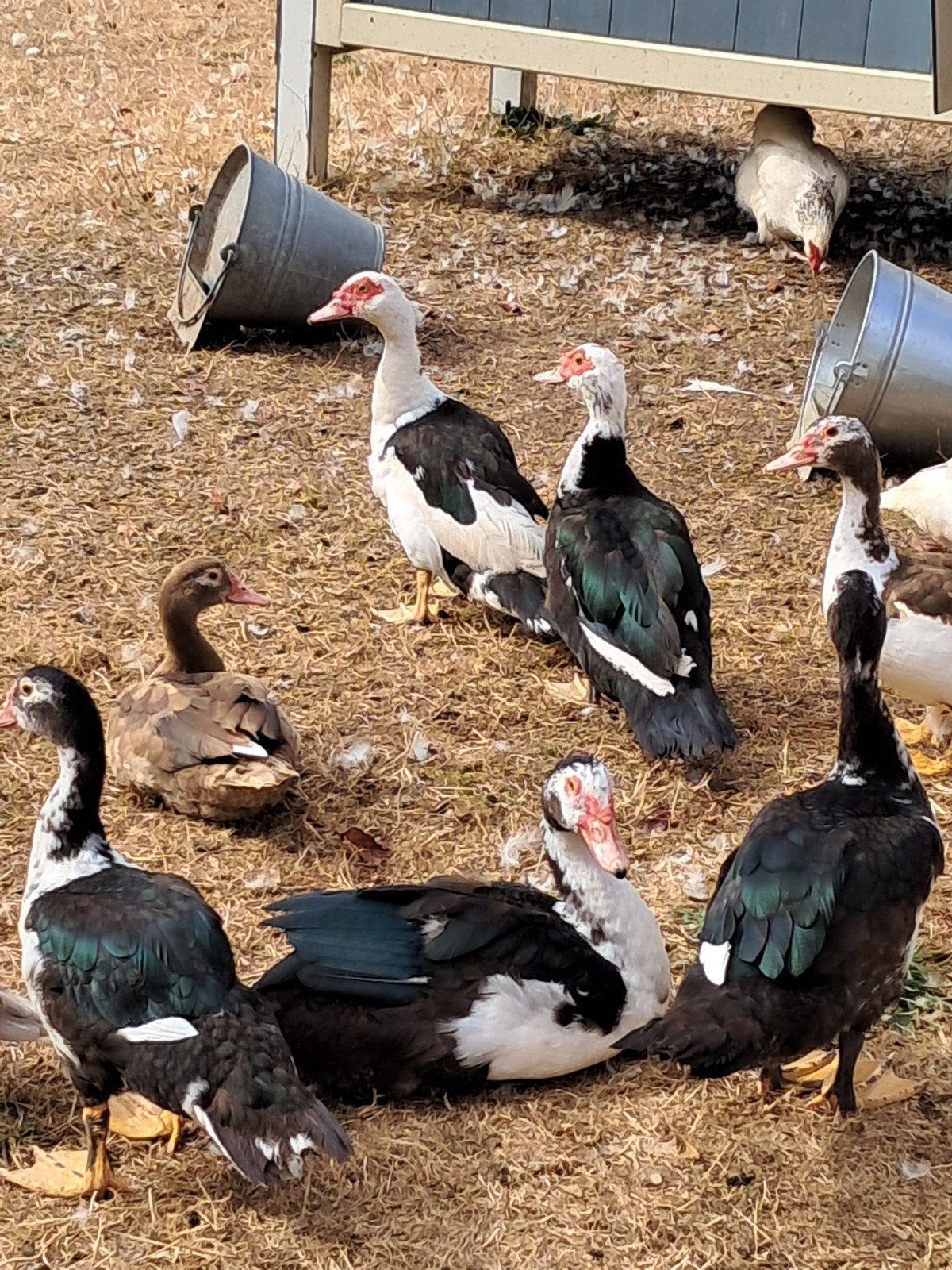 barbarie's te koop, Meerdere dieren, Eend