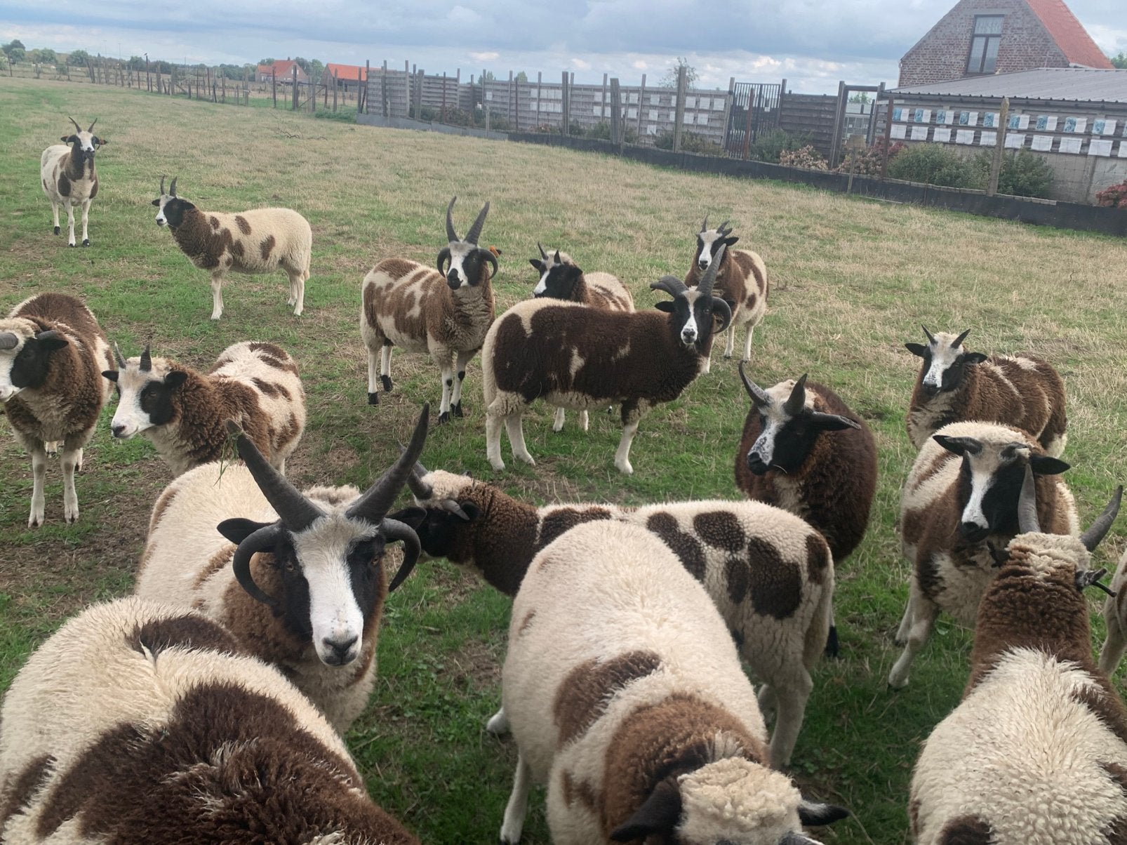 Moutons Jacob