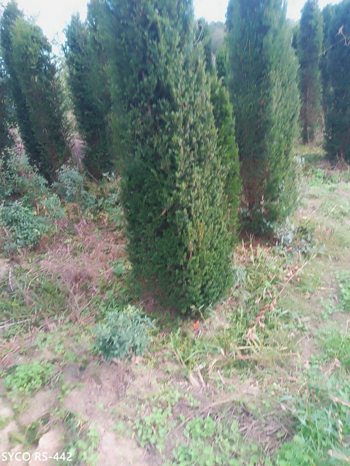 taxus, Enlèvement ou Envoi, Taxus, Haie, 100 à 250 cm