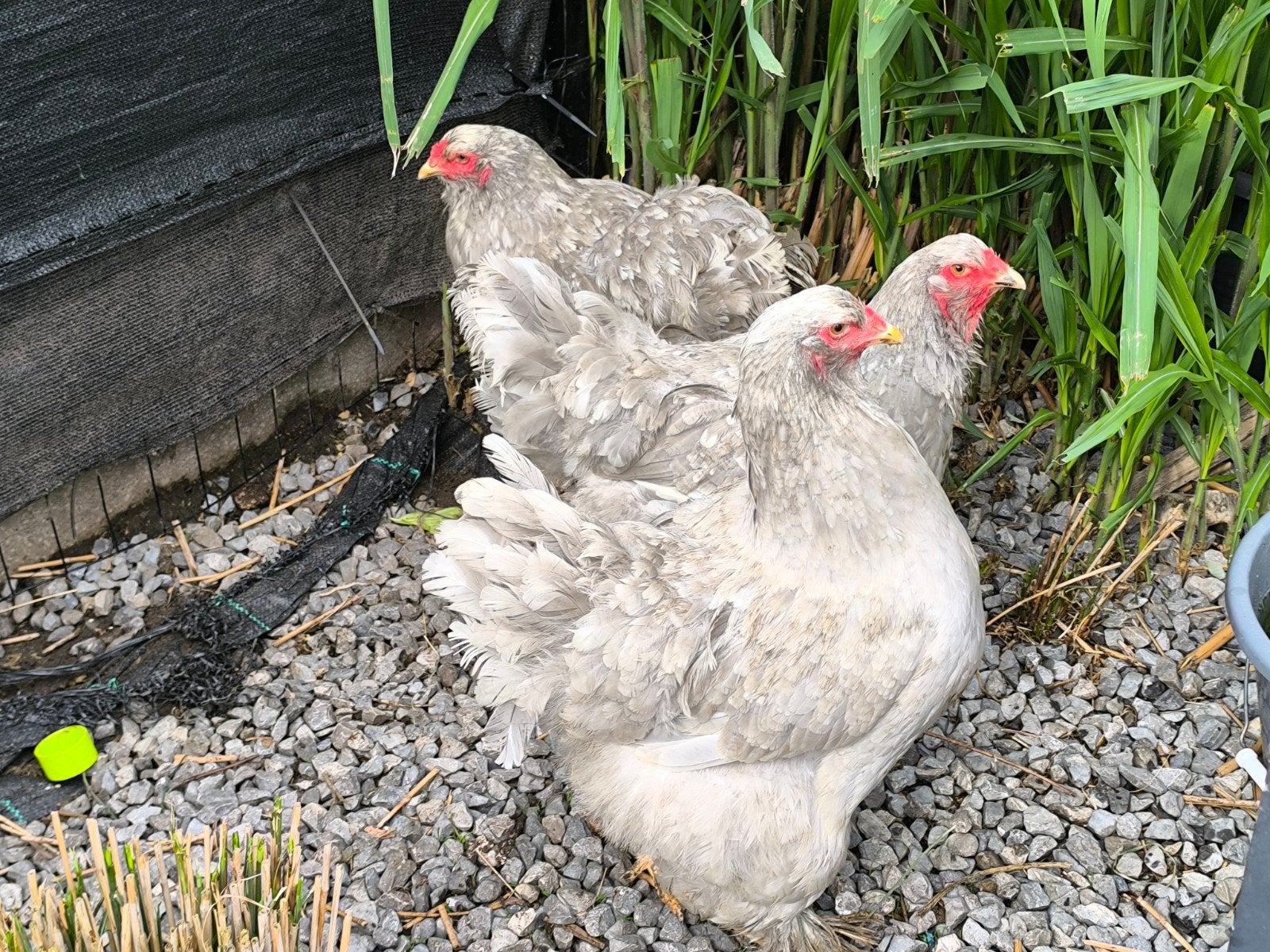 3 Lavender wit gezoomde brahma hennen en blauwe haan