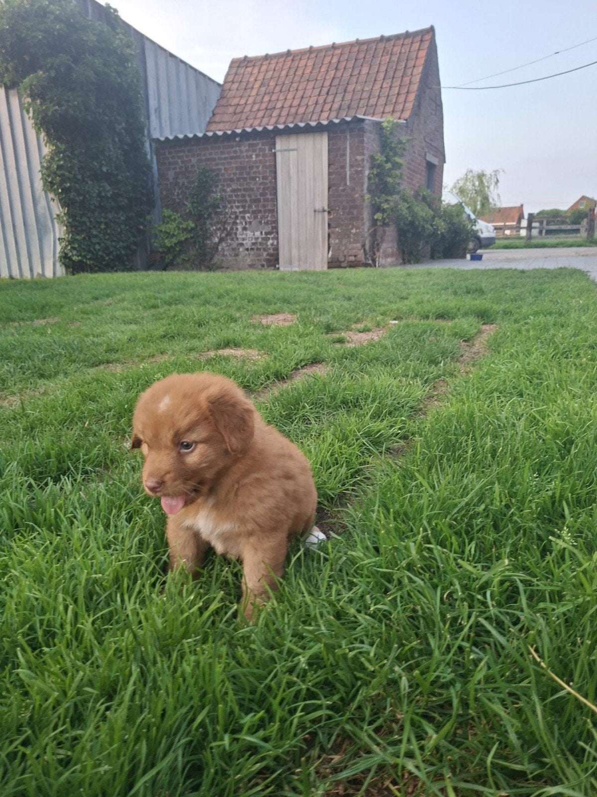 Toller pup te koop (reutje), Dieren en Toebehoren, België, 8 tot 15 weken, Eén hond, Fokker | Professioneel