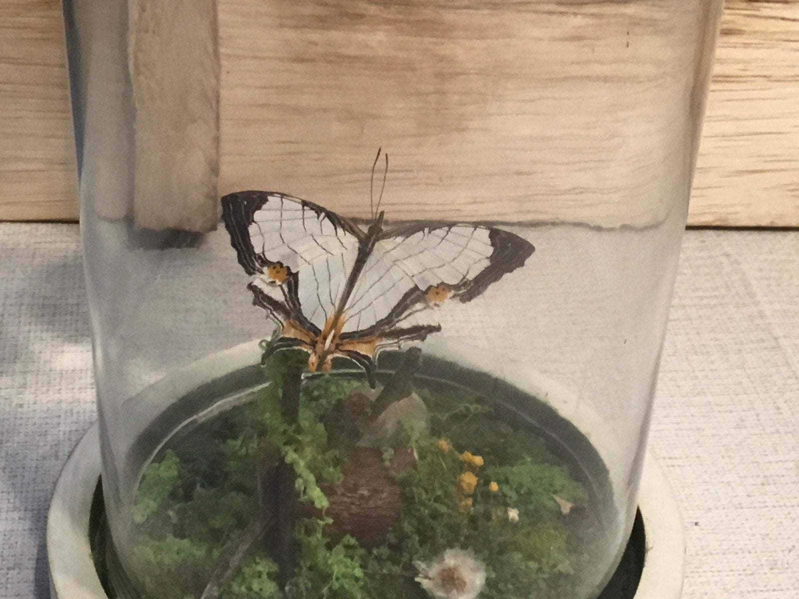 Taxidermie vlinder in stolp, Natuurlijk materiaal, Ophalen, Nieuw, Handgemaakt