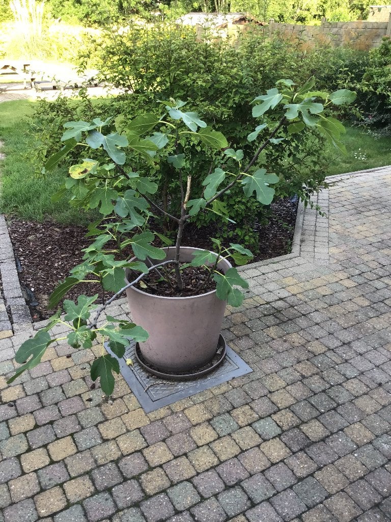 Vijgenplant in pot, Ophalen, 100 tot 250 cm, In pot, Vijgenboom
