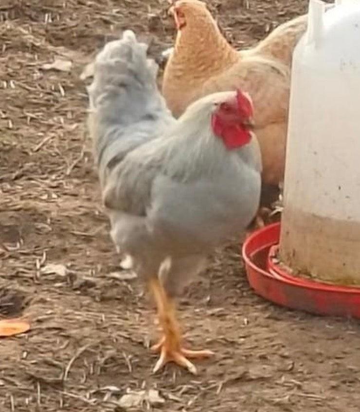 Wyandotte grijs, Dieren en Toebehoren, Pluimvee