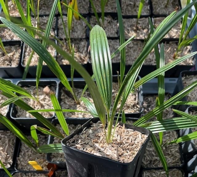 Trachycarpus princeps x ukhrulensis !, Ophalen of Verzenden, Minder dan 100 cm, Zomer, Palmboom