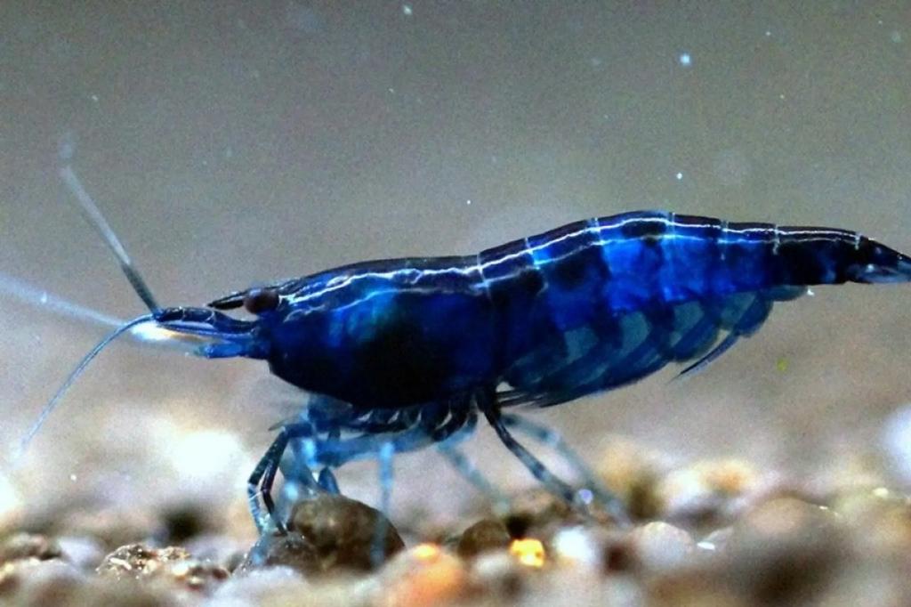 neocaridina garnalen blue diamond shrimp blauw, Homard, Crabe ou Crevette, Poisson d'eau douce, Banc de poissons