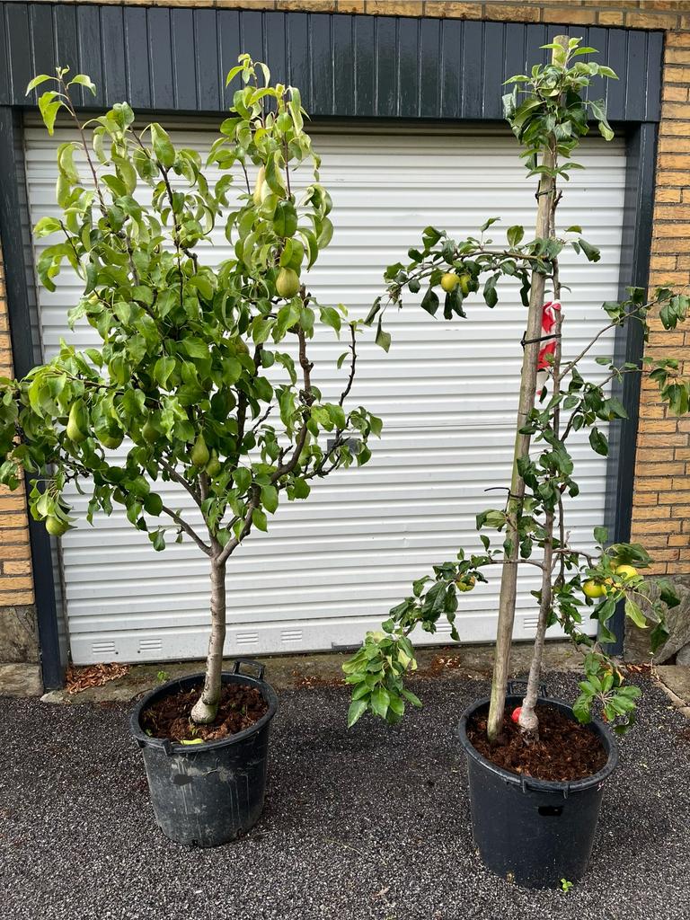 Perenbomen in pot conference, Ophalen, In pot