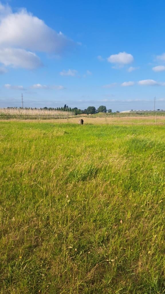 Plekje vrij op Paddock paradise te Aartselaar, Dieren en Toebehoren, Weidegang, 2 of 3 paarden of pony's