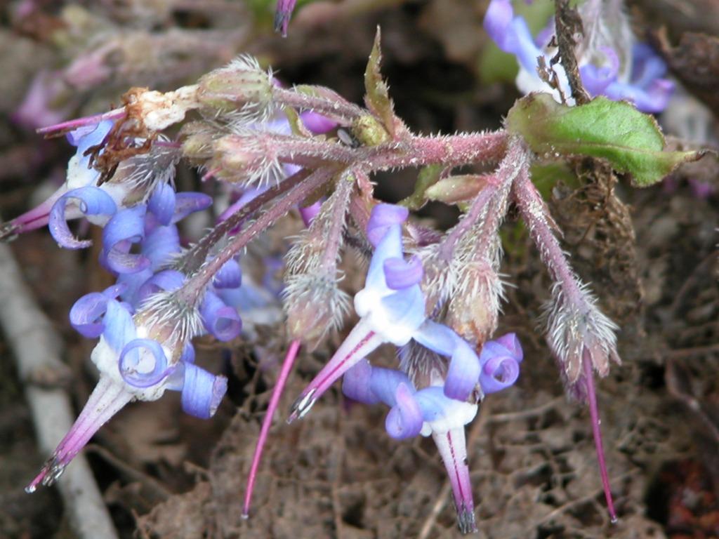 trachystemon, Enlèvement