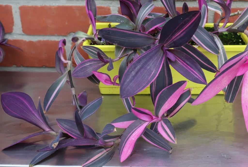 Tradescantia Palida Pink Stripe, Huis en Inrichting, Kamerplanten, Ophalen of Verzenden