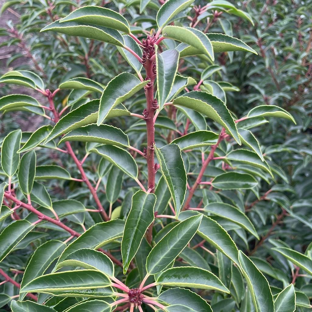 ‼️PROMOplant zorgt voor uw haagplanten aan PROMOprijzen‼️, Ophalen