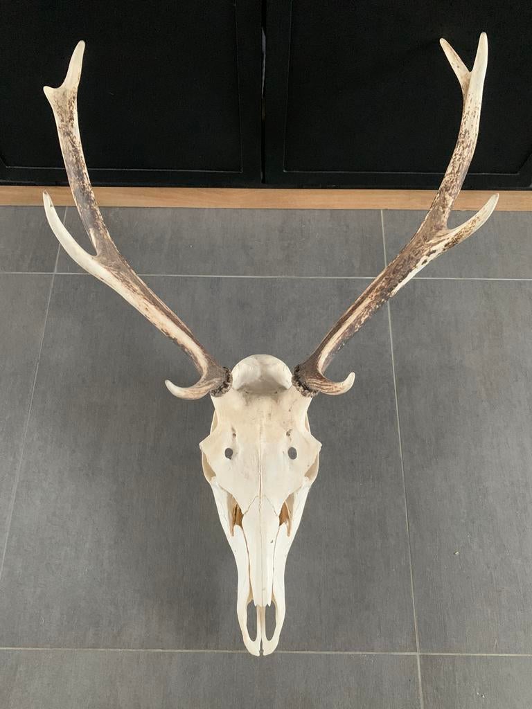 Trophée de Cerf, Enlèvement, Comme neuf, Cerf