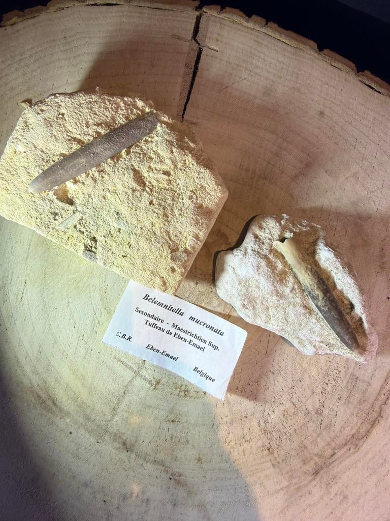 Belemniet fossiel – Belemnitella mucronata (Krijt), Ophalen of Verzenden, Fossiel