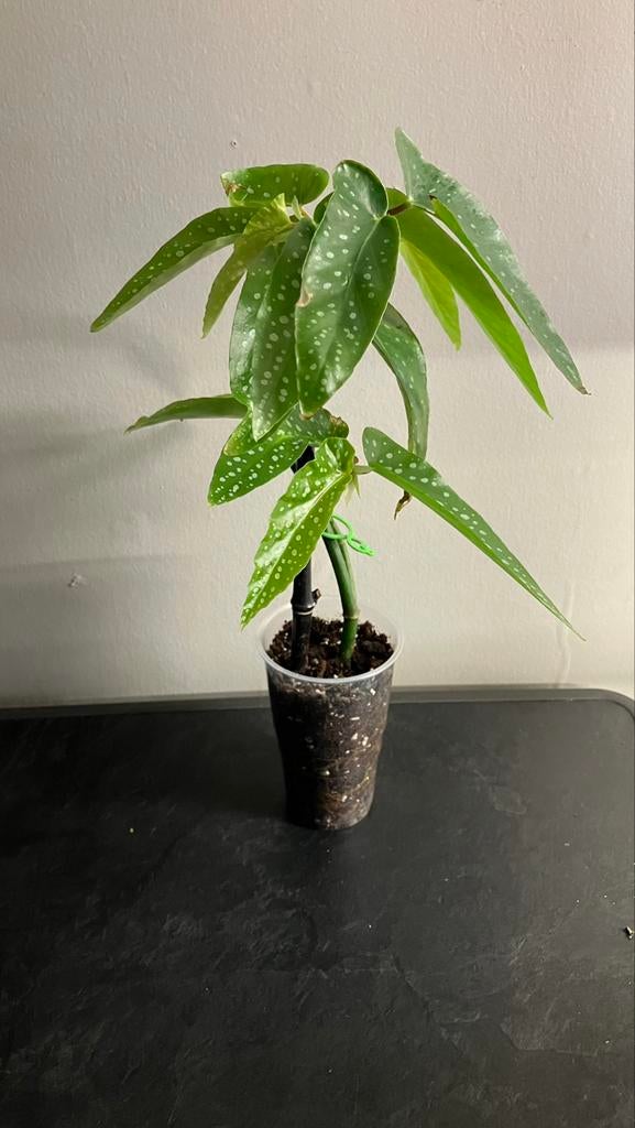 Begonia Tamaya en bambou rose, Enlèvement ou Envoi