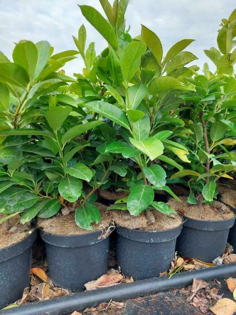 laurier-cerise :haie verte plante en pot, Enlèvement, Laurier, Arbuste, Moins de 100 cm