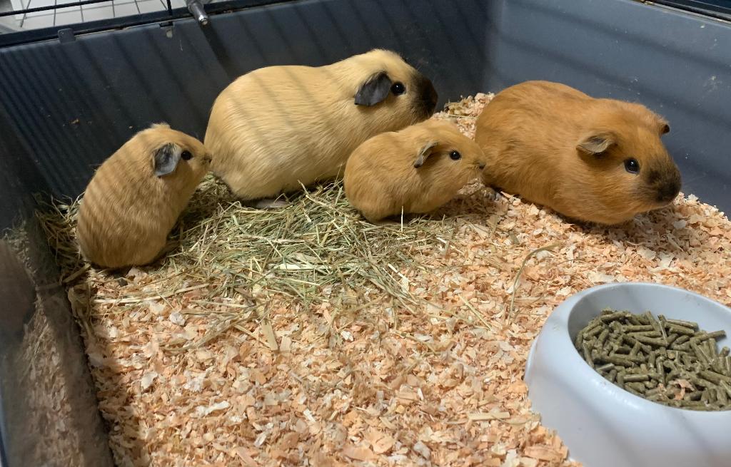 Cavia’s te koop (vrouwtjes), Dieren en Toebehoren, Cavia, Vrouwelijk, Januari, Tam