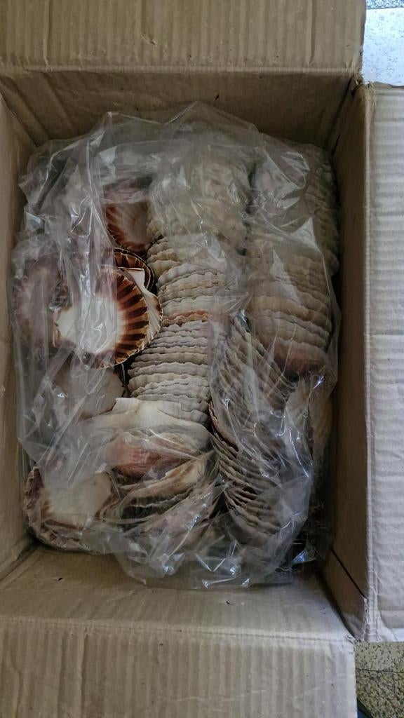 Coquilles Saint Jacques pour restauration ou décoration, Enlèvement