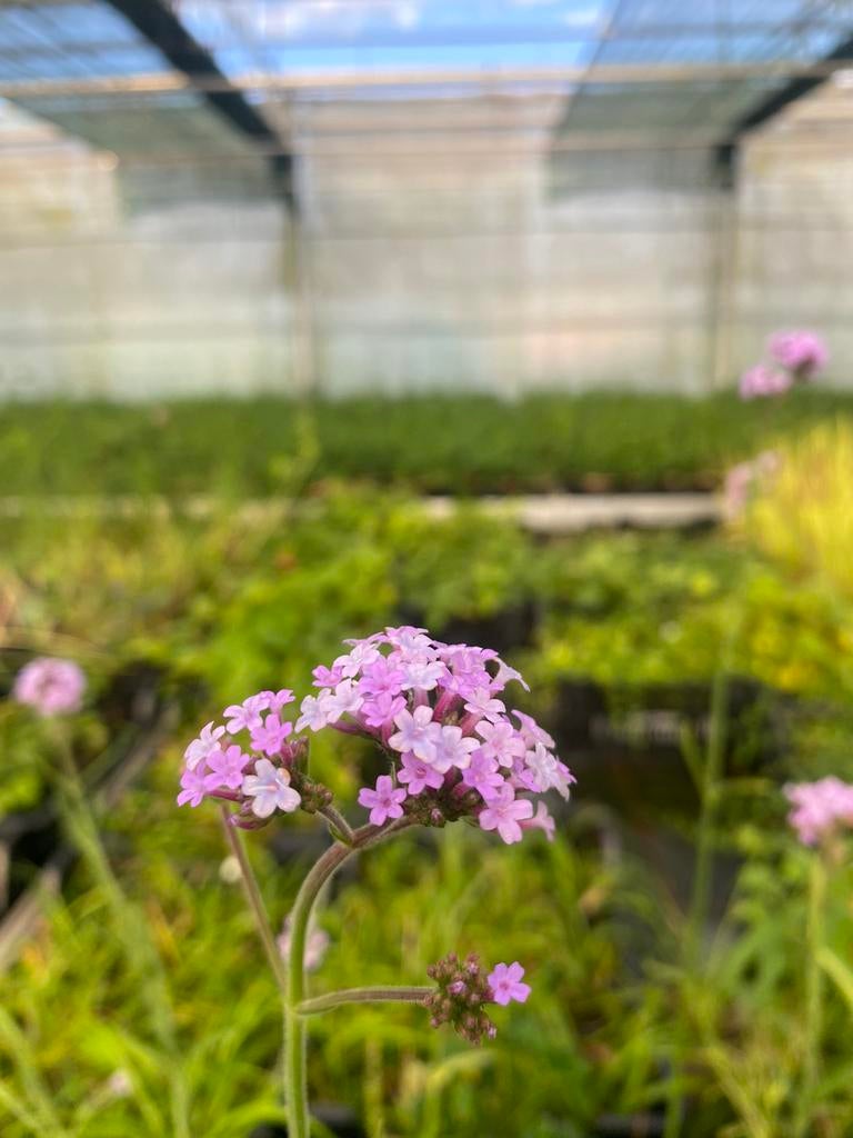 Verbena bonariensis, Vaste Plant, Ophalen, Vaste plant