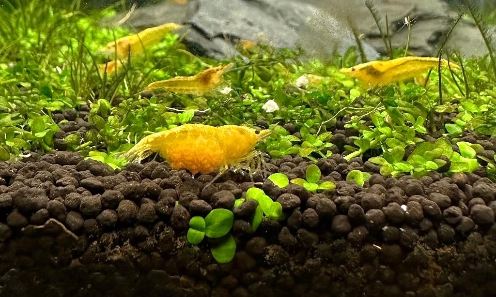 Gele garnalen, Dieren en Toebehoren, Vis