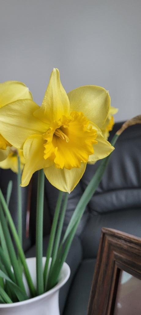 Narcis bloembollen, Ophalen, Najaar, Volle zon, Bloembol