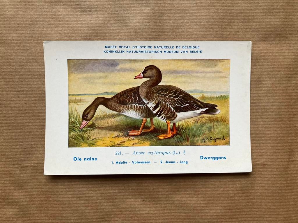Oiseaux de la faune belge Numéro 221 oie naine, Enlèvement ou Envoi, Non affranchie, Oiseaux