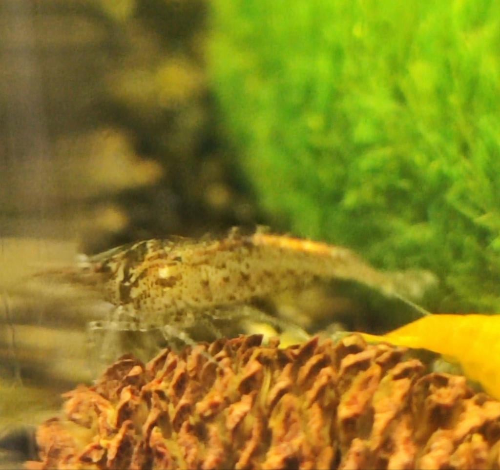 Neocaridina wildkleur garnalen/crevettes., Homard, Crabe ou Crevette, Poisson d'eau douce