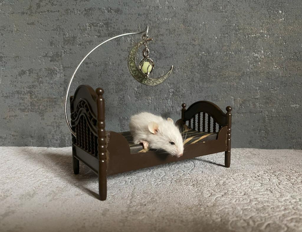 Opgezette muis op bedje - taxidermie, Ophalen of Verzenden