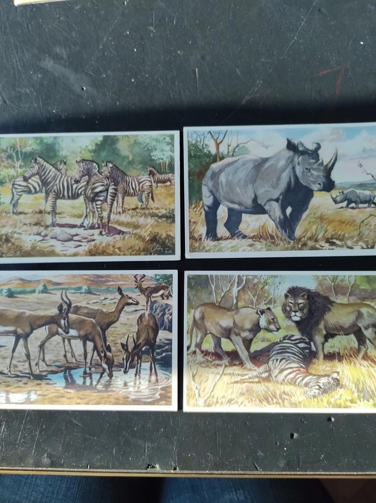 Belgisch Congo Anco prenten, Ophalen of Verzenden