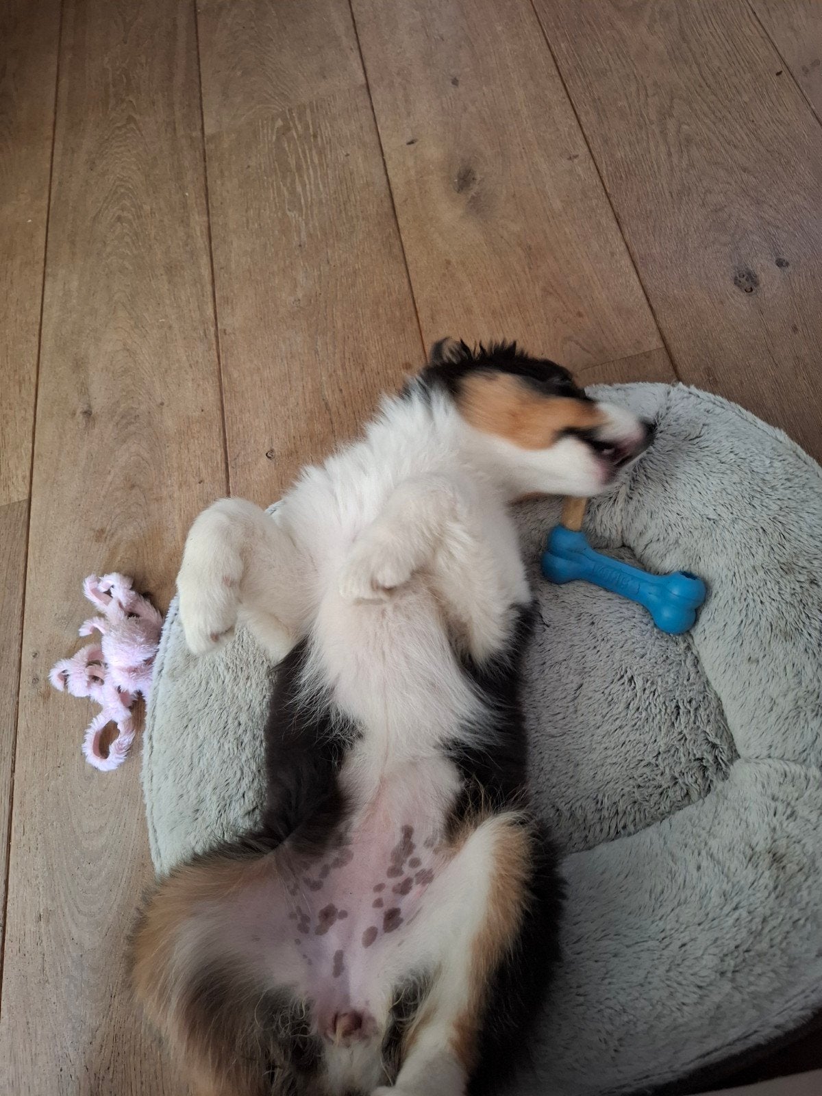 mand hond, Ophalen, Zo goed als nieuw