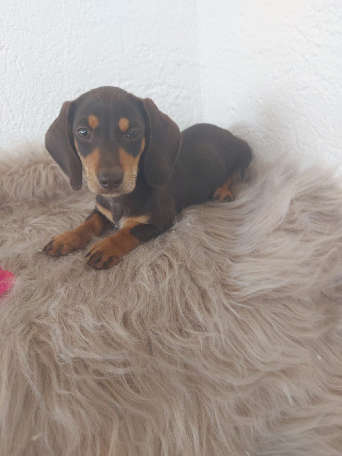 Teckels, Animaux & Accessoires, Chiens | Teckels & Bassets, Poils courts, Chienne, Belgique, Plusieurs