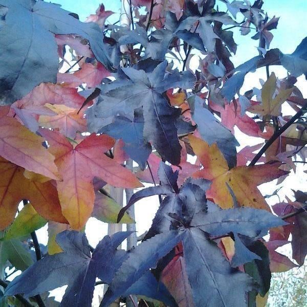 Lei Amberboom | Liquidambar Leiboom van BetuweBomen, Tuin en Terras, Ophalen of Verzenden, In pot, Leiboom