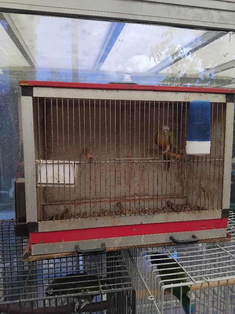 Cage a vendre, Enlèvement, Utilisé, Bois, Cage à oiseaux