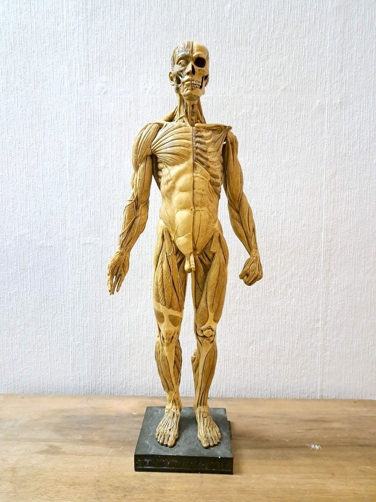 Mager 63 cm (Andrew Cawrus), Antiek en Kunst, Kunst | Beelden en Houtsnijwerken, Ophalen, Beschilderd, Beeld, 50 - 100 cm