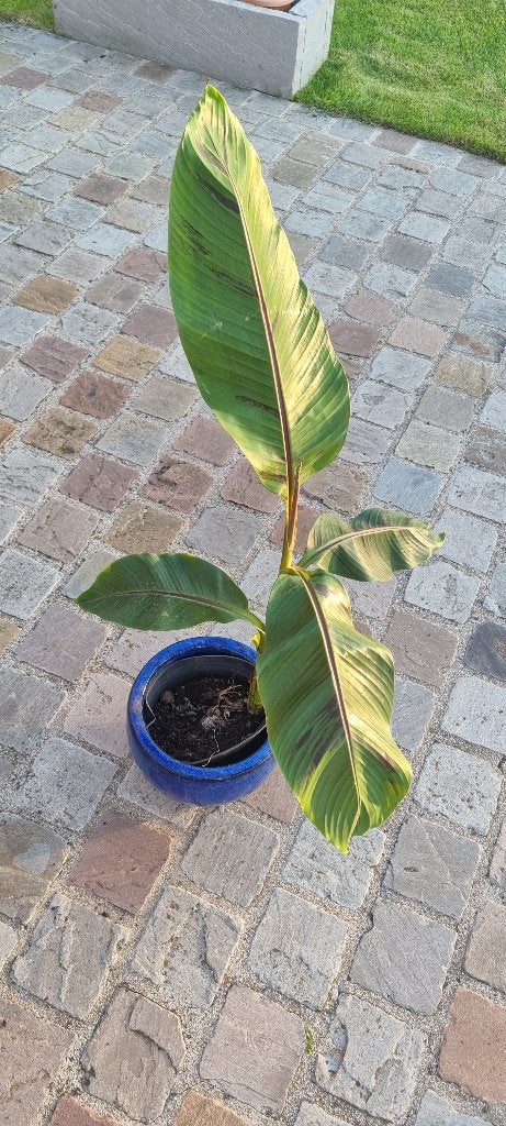 Bananenplant Musa Basjoo, Ophalen