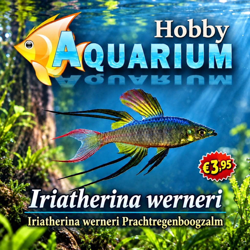 Hobbyaquarium Iriatherina Werneri Zondag 11 Oktober 12/17uur, Poisson, Poisson d'eau douce, Banc de poissons