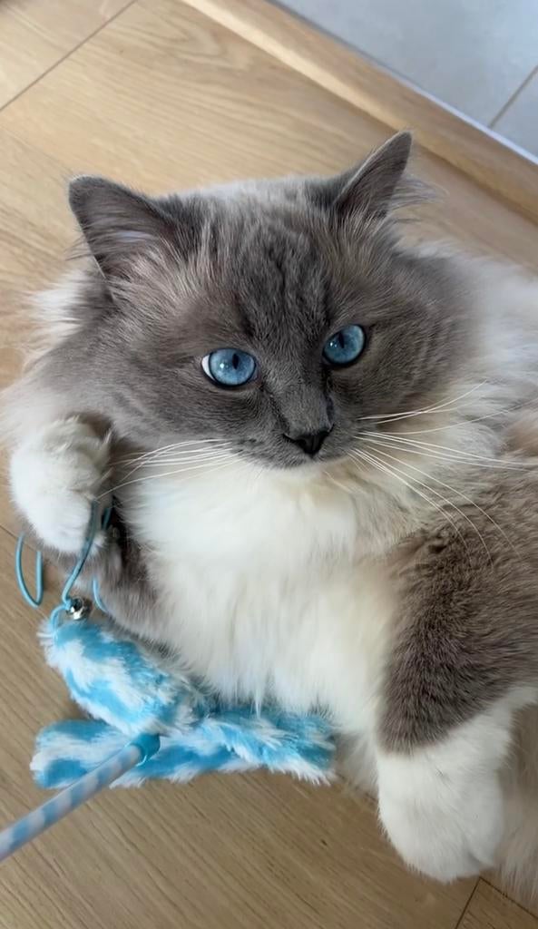 Ragdoll dekkater (PAS À VENDRE) 500 euros, Animaux & Accessoires, 3 à 5 ans