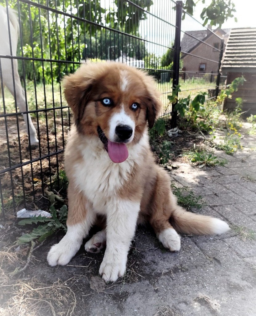 Leonberger/berner/aussie Reutje, Divers, Divers Autre, Enlèvement